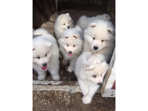 Cuccioli di Samoiedo - Due cucciolate appena nate!