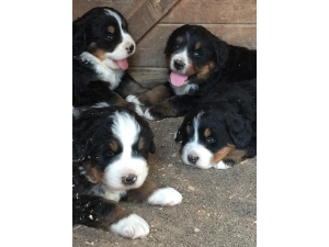 Cuccioli di Bovaro del Bernese 